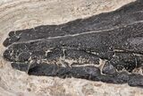 Fossil Gar (Lepisosteus) From Wyoming - Spectacular Scales! #206437-8
